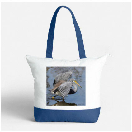 Tricolor Heron 4 on Blue