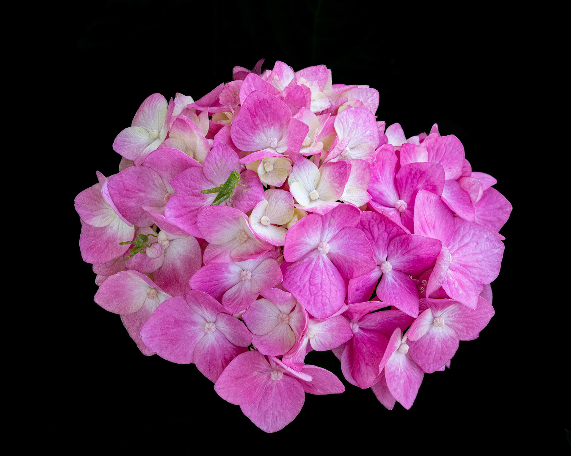 Hydrangea 3, OIB