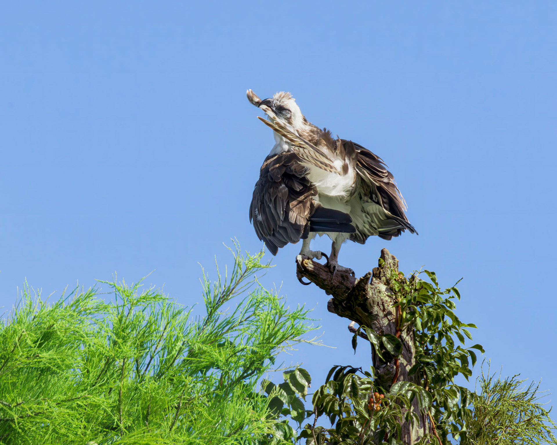 Osprey 119, Sea Trail