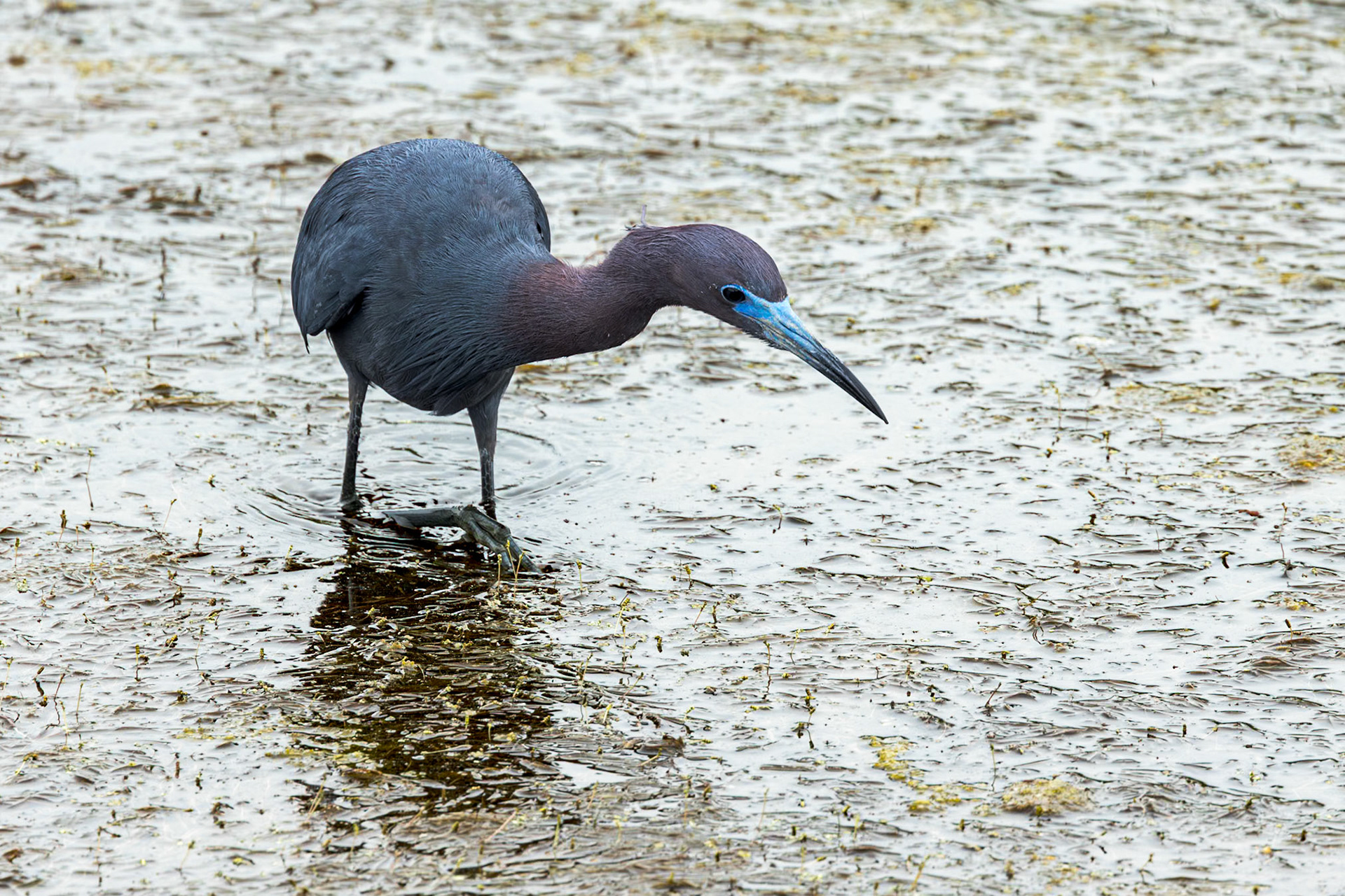 Little blue heron 36, Huntington Beach State Park, SC