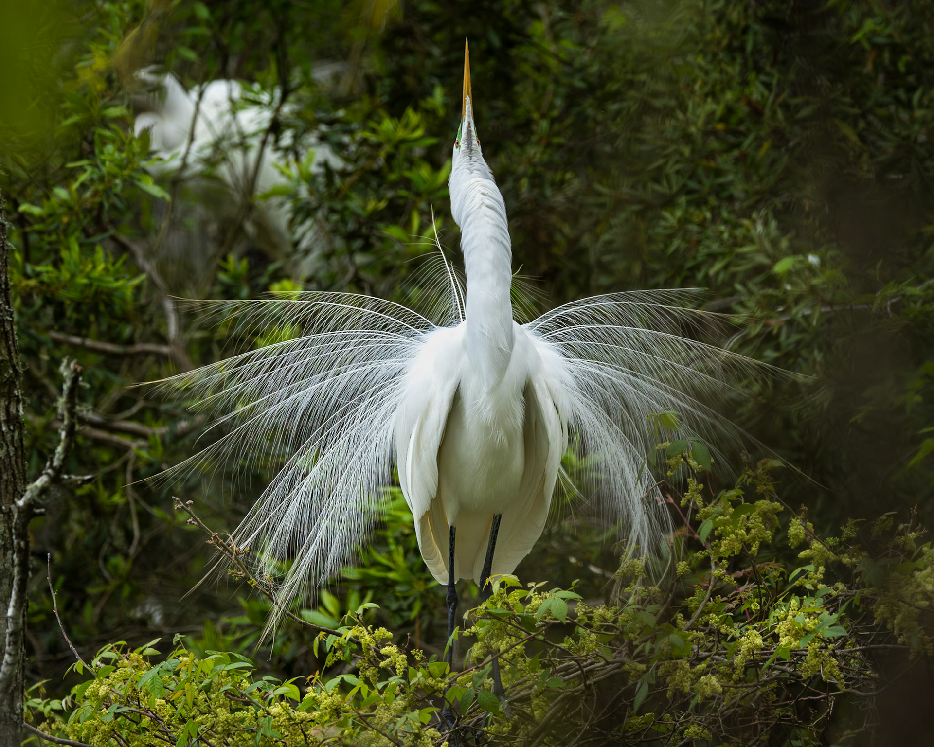 Great egret 65, Huntington Beach State Park, SC