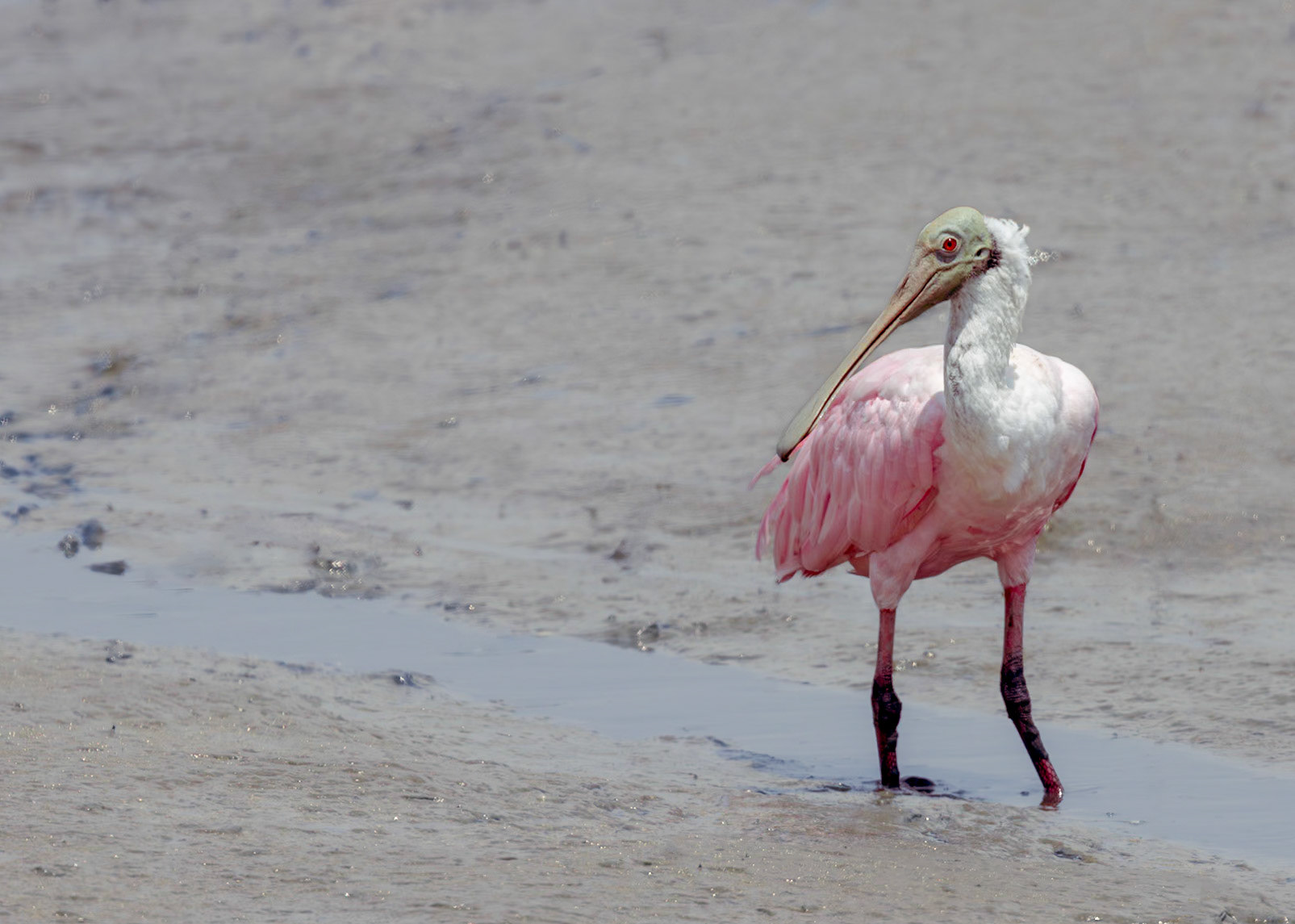 Roseate spoonbill 7, Huntington Beach State Park, SC