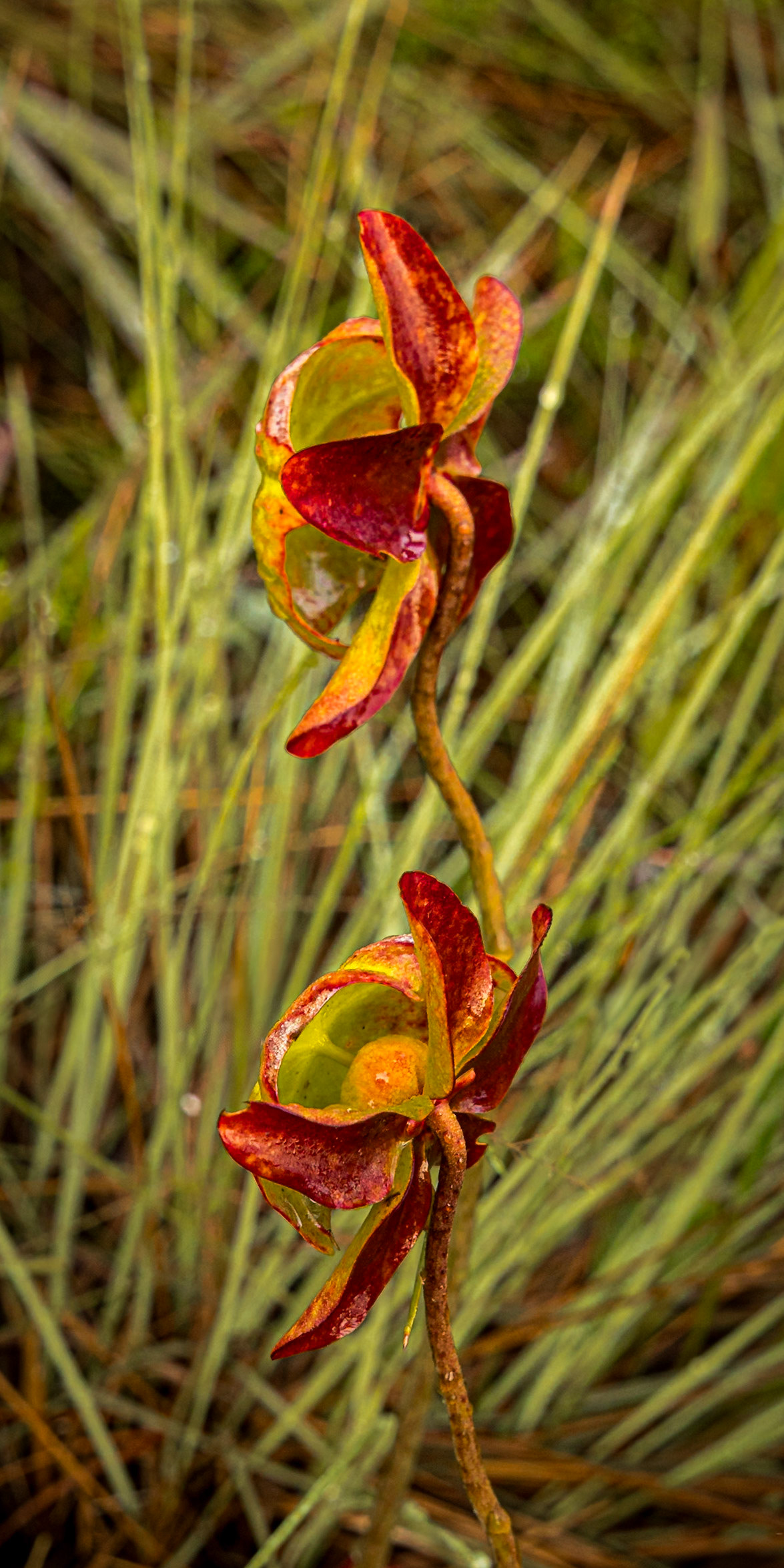 Pitcher plant bloom 11, Green Swamp Preserve