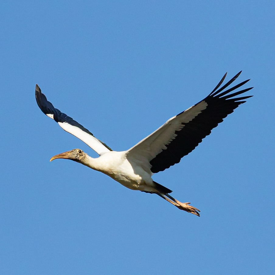 Wood stork 1, Huntingbeach SC