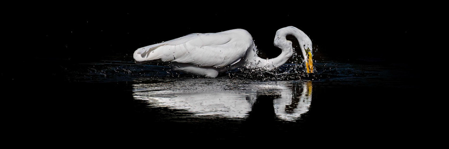 Great Egret 48, Huntinton Beach SC