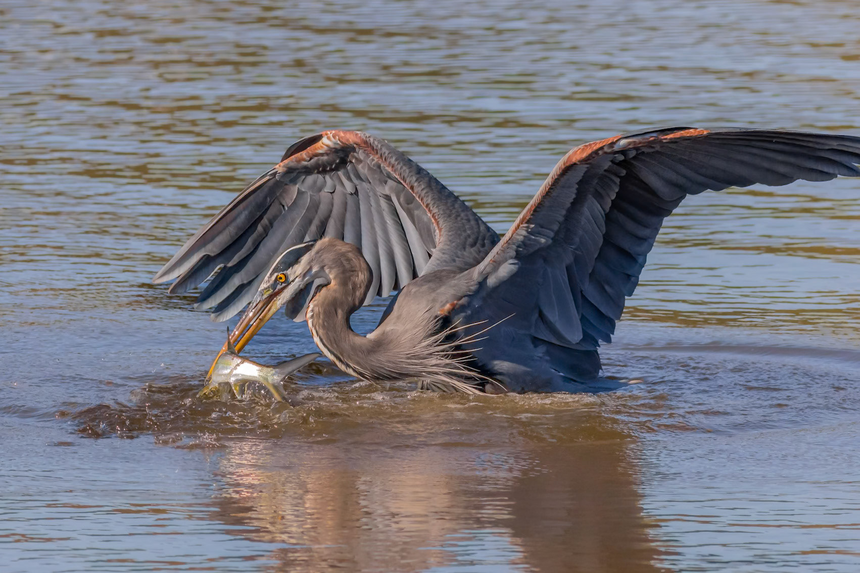 Great blue Heron 64, Huntington Beach State Park, SC