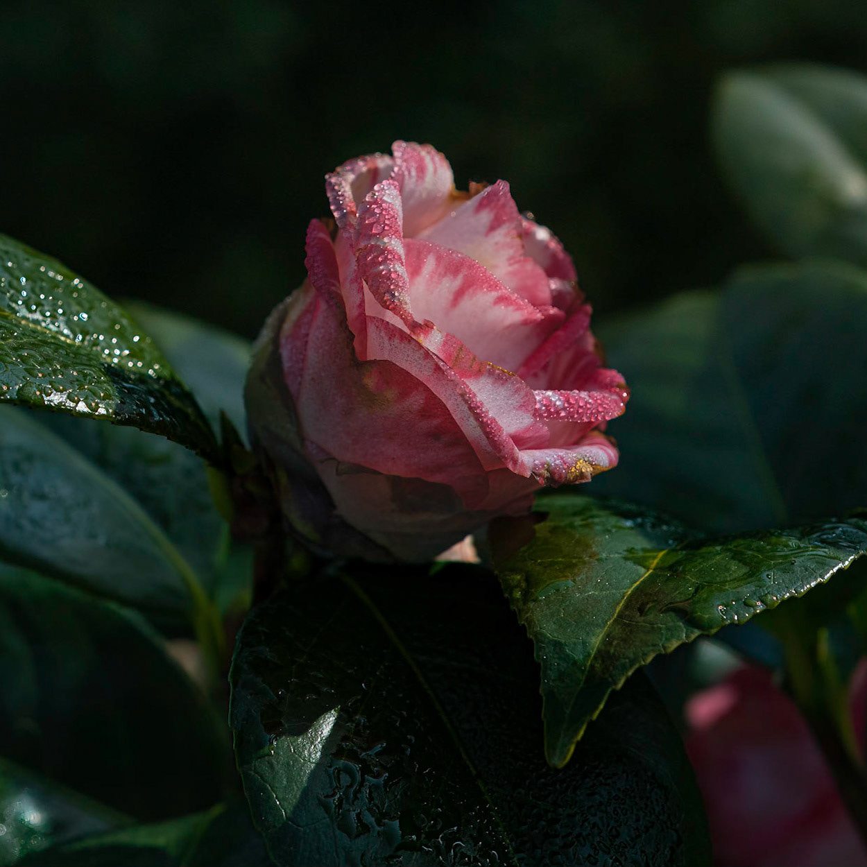 Camellia 3, New Hanover County Arboretum