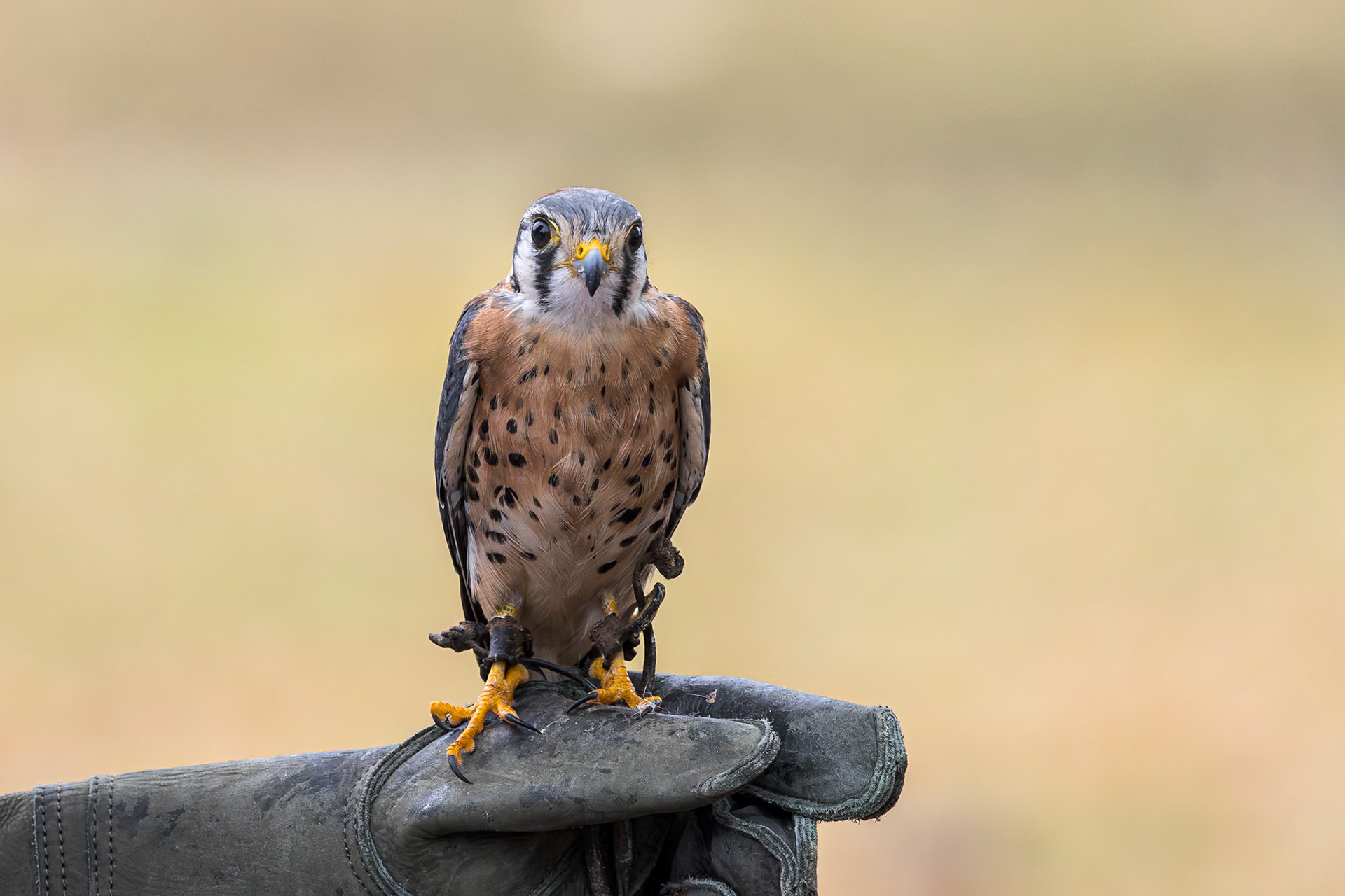 American Kestrel 3, Center for Birds of Prey, Awendaw, SC
