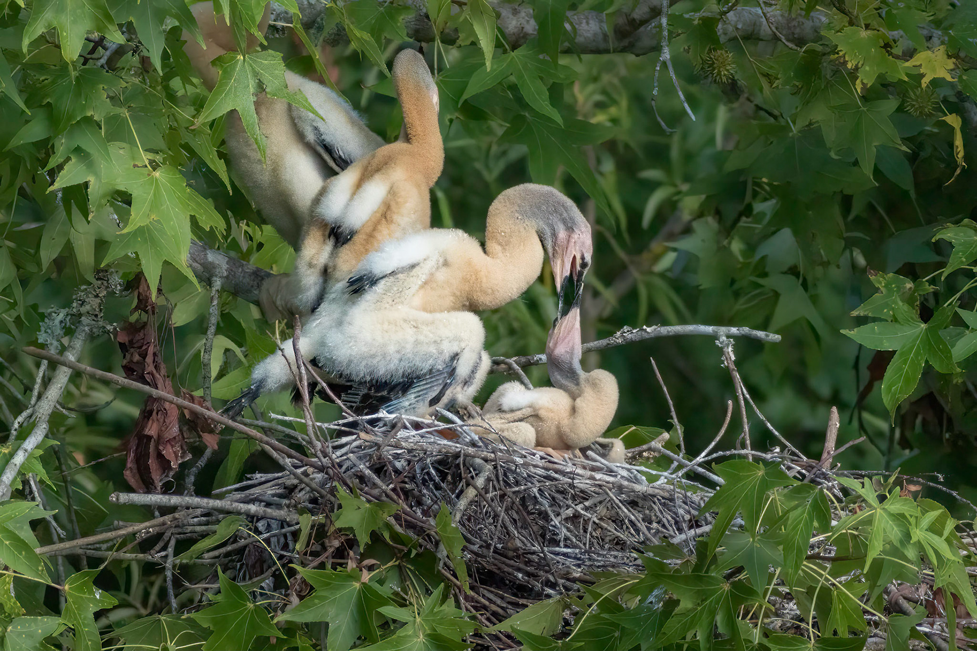 Anhinga nest 17, Sea Trail, Week of July 18, Nest 1