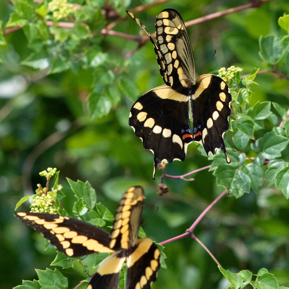 Giant Swallowtail 3, OIB