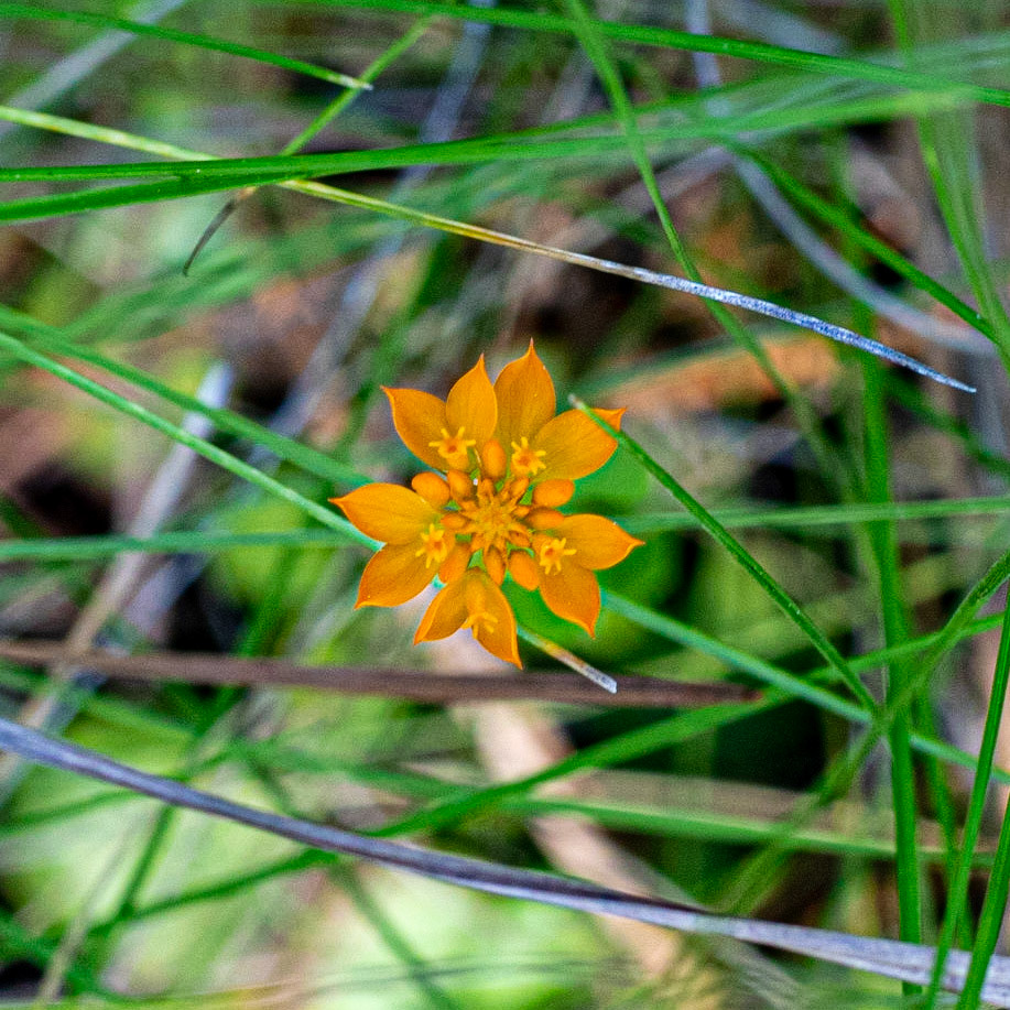 Orange milkwort 1, Green Swamp Preserve
