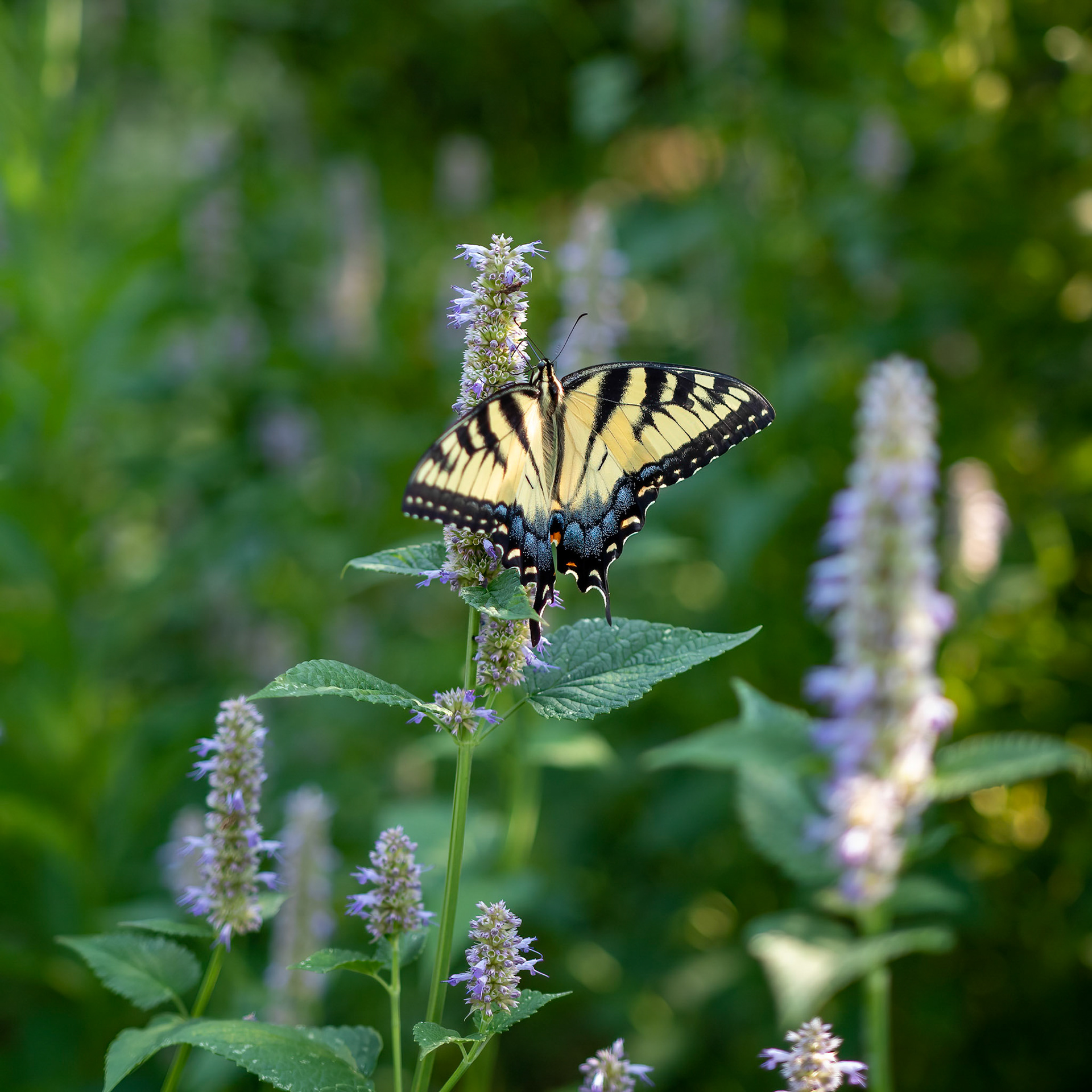 Eastern Tiger Swallowtail 2, Pittsboro, NV