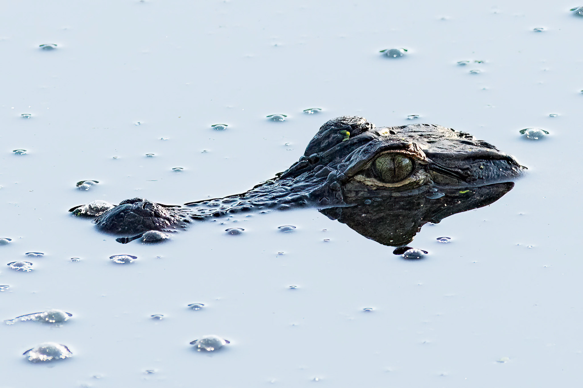 Gator 5, Seatrail rookery, Sunset Beach, NC