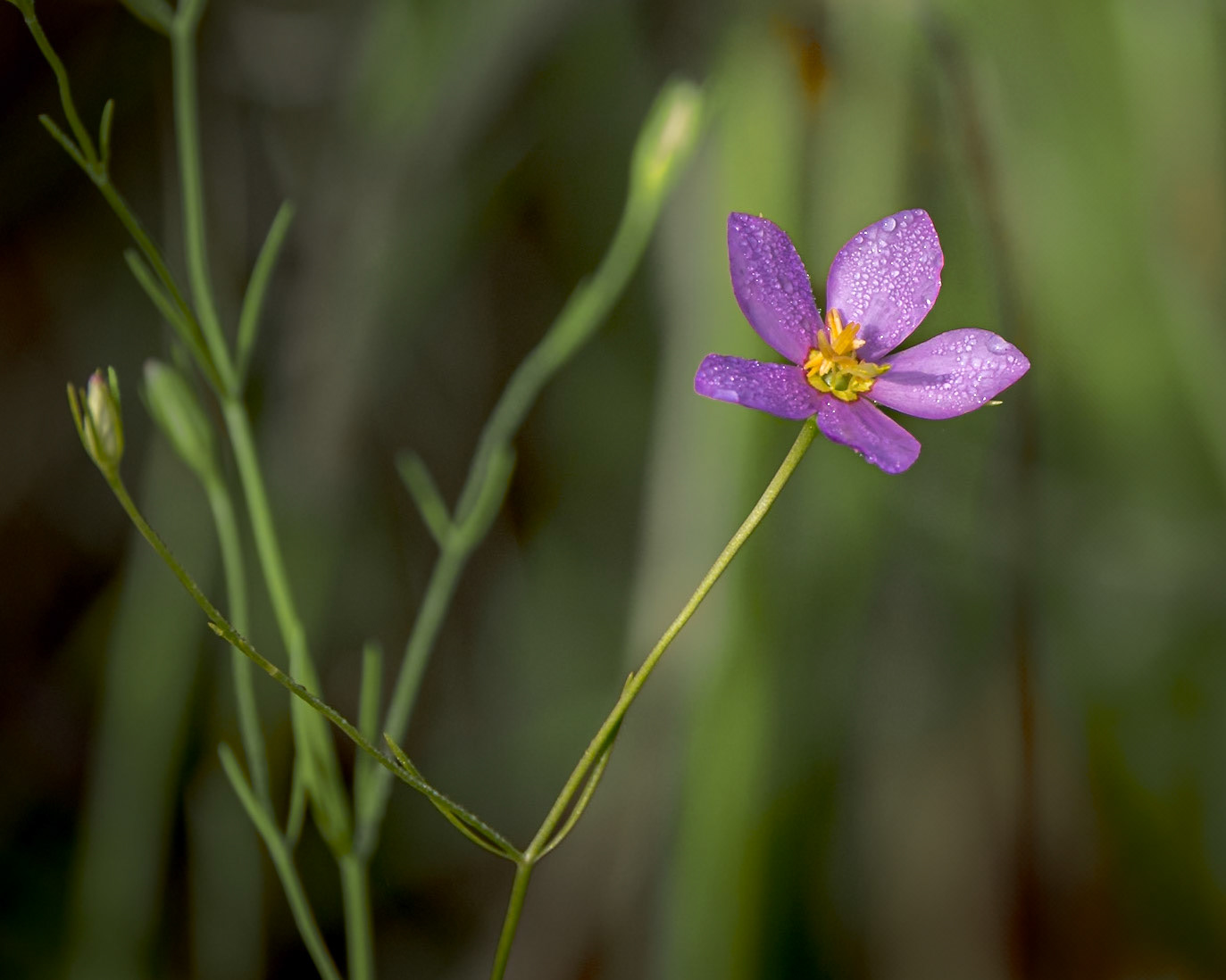 Slender marsh pink 1, Greater Green Swamp Area