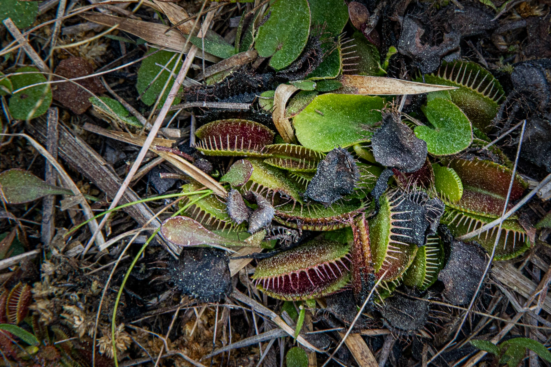 Venus flytrap 8, Green Swamp Preserve