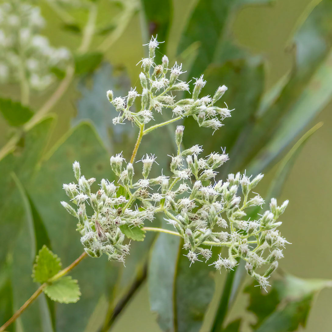 Rough boneset 1, Green Swamp area