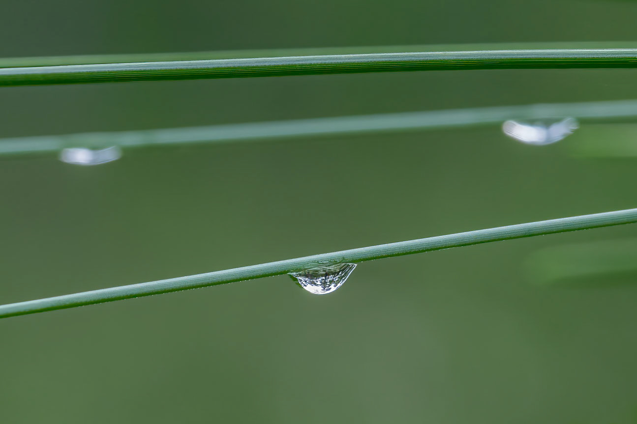 Long leaf pine 3, Green Swamp Preserve