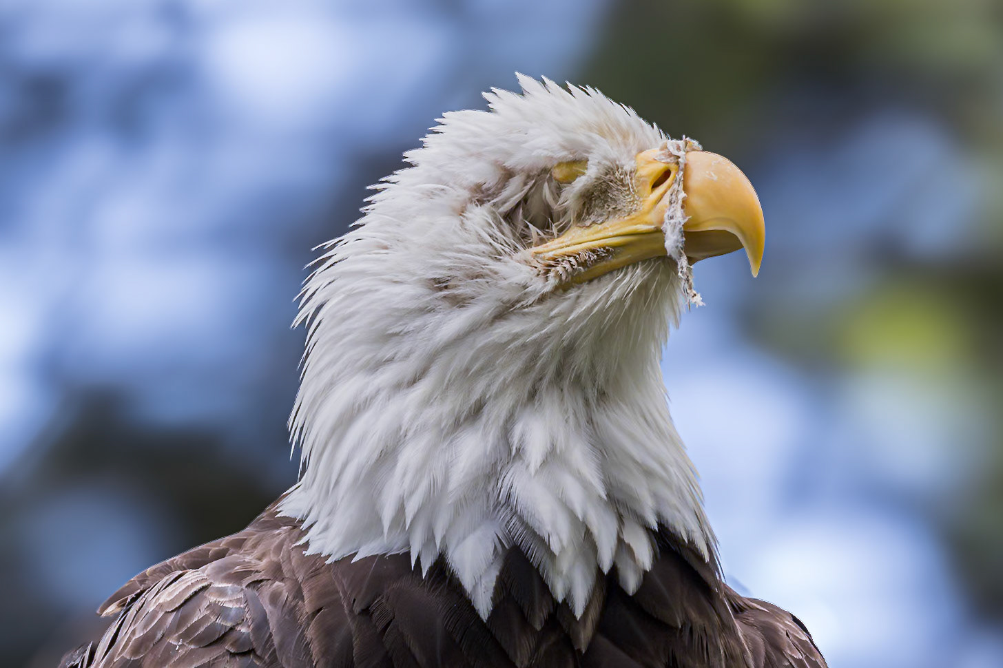 Bald eagle 56, Grandfather Mountain, NC