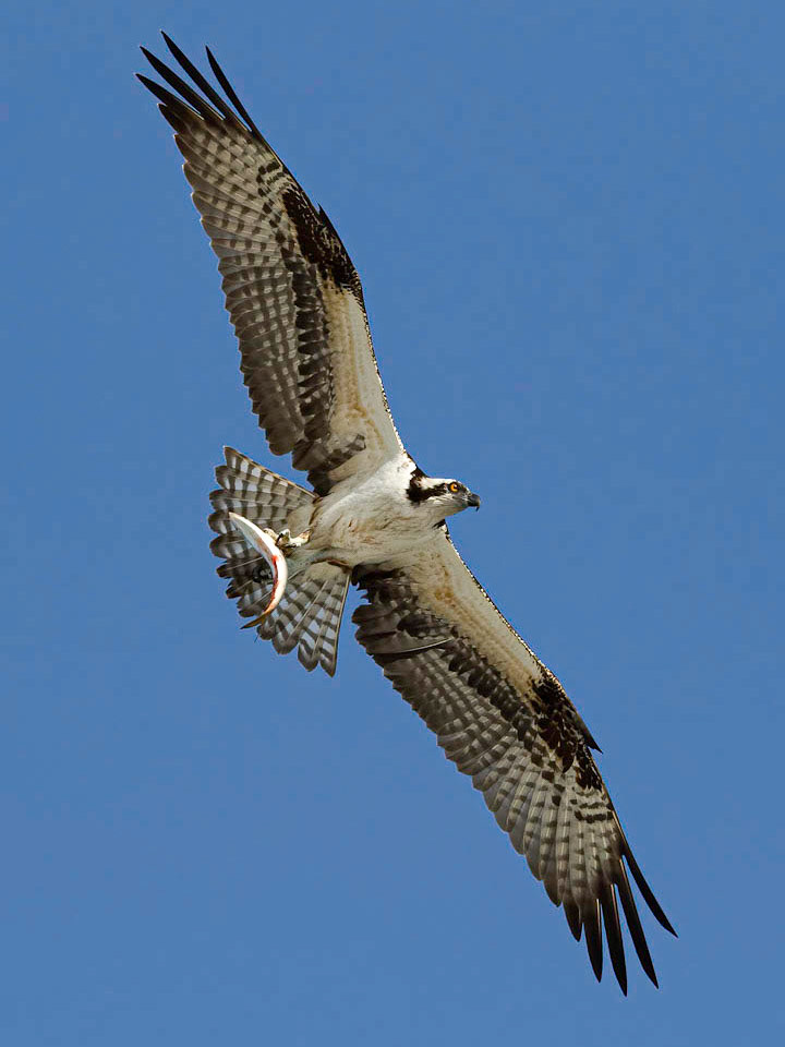 Osprey 61, OIB