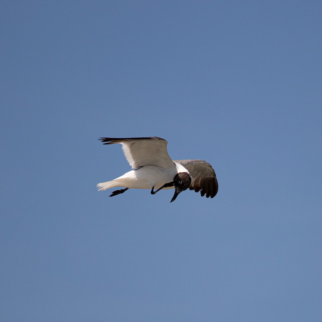 Franklins Gull 1, Southport