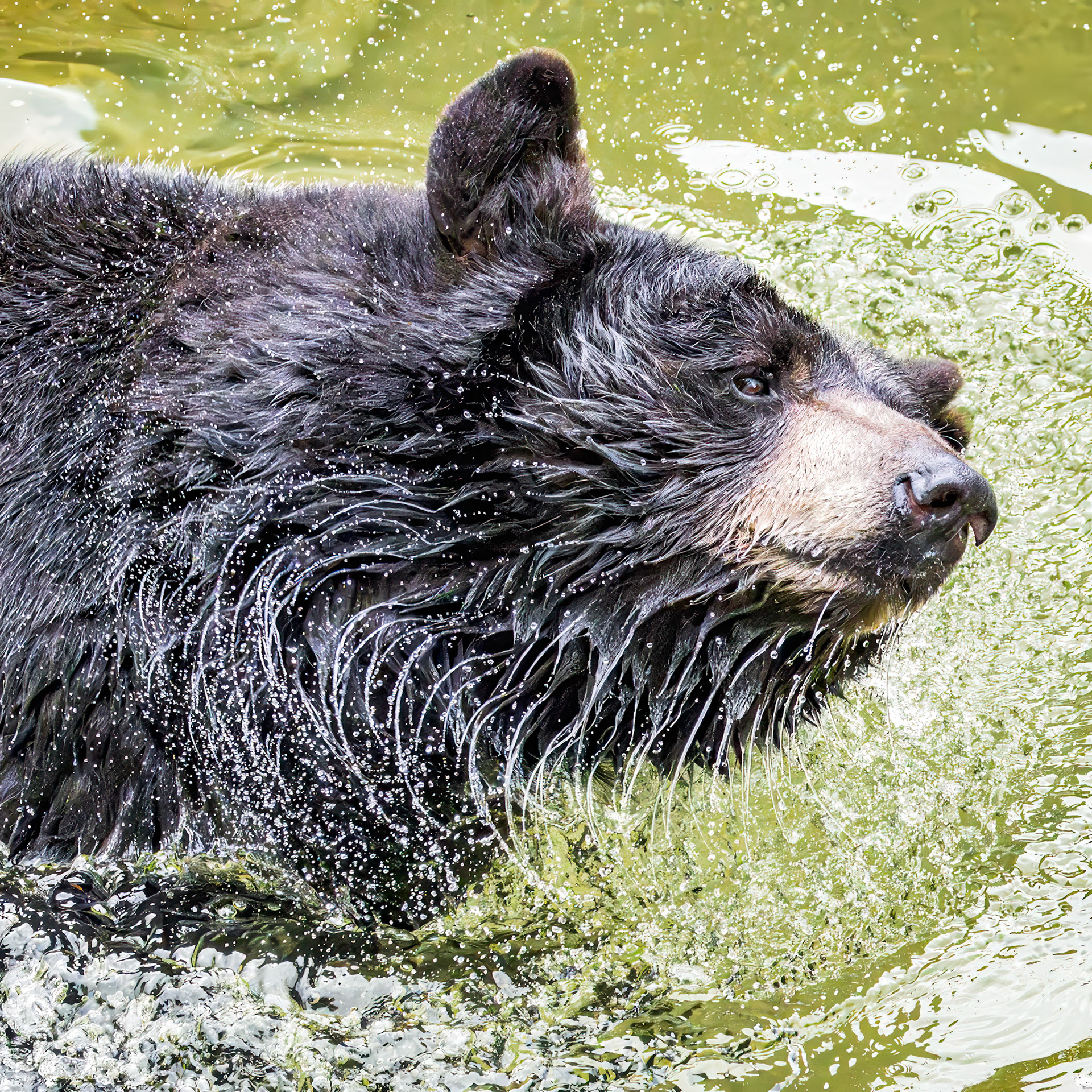 Black bear 17, Grandfather Mountain, NC