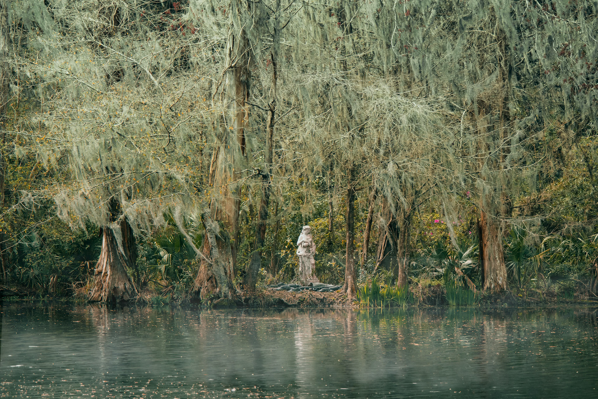Gators in Mist, Magnolia Plantation, Charleston, SC