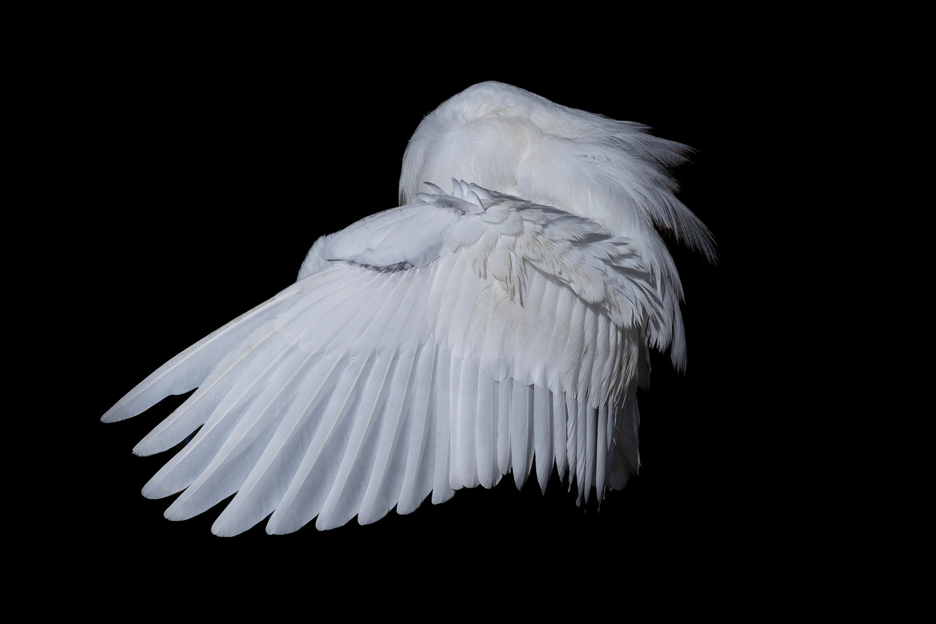 Low key great egret 1, Carl Bazemore bird platform, Sunset Beach, NC