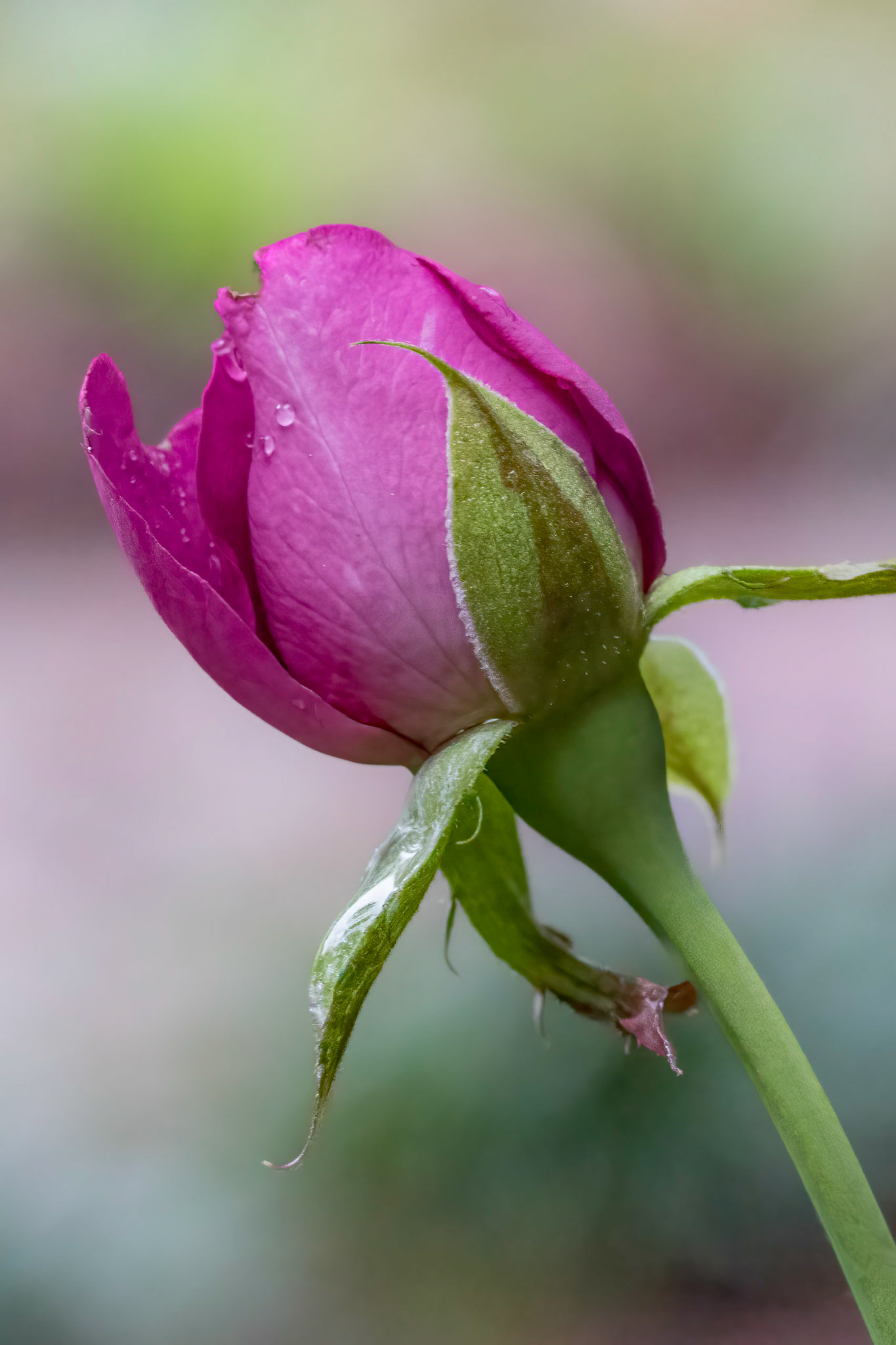 Rose bud 3, Brunswick County Botanical Gardens