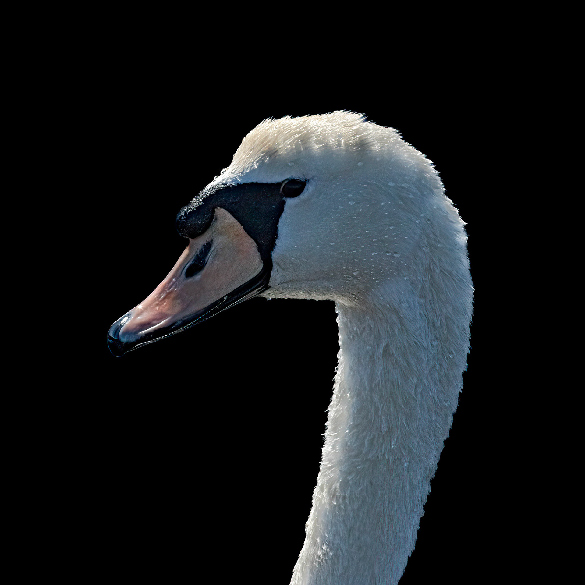Mute swan 4, Huntington Beach State Park, SC