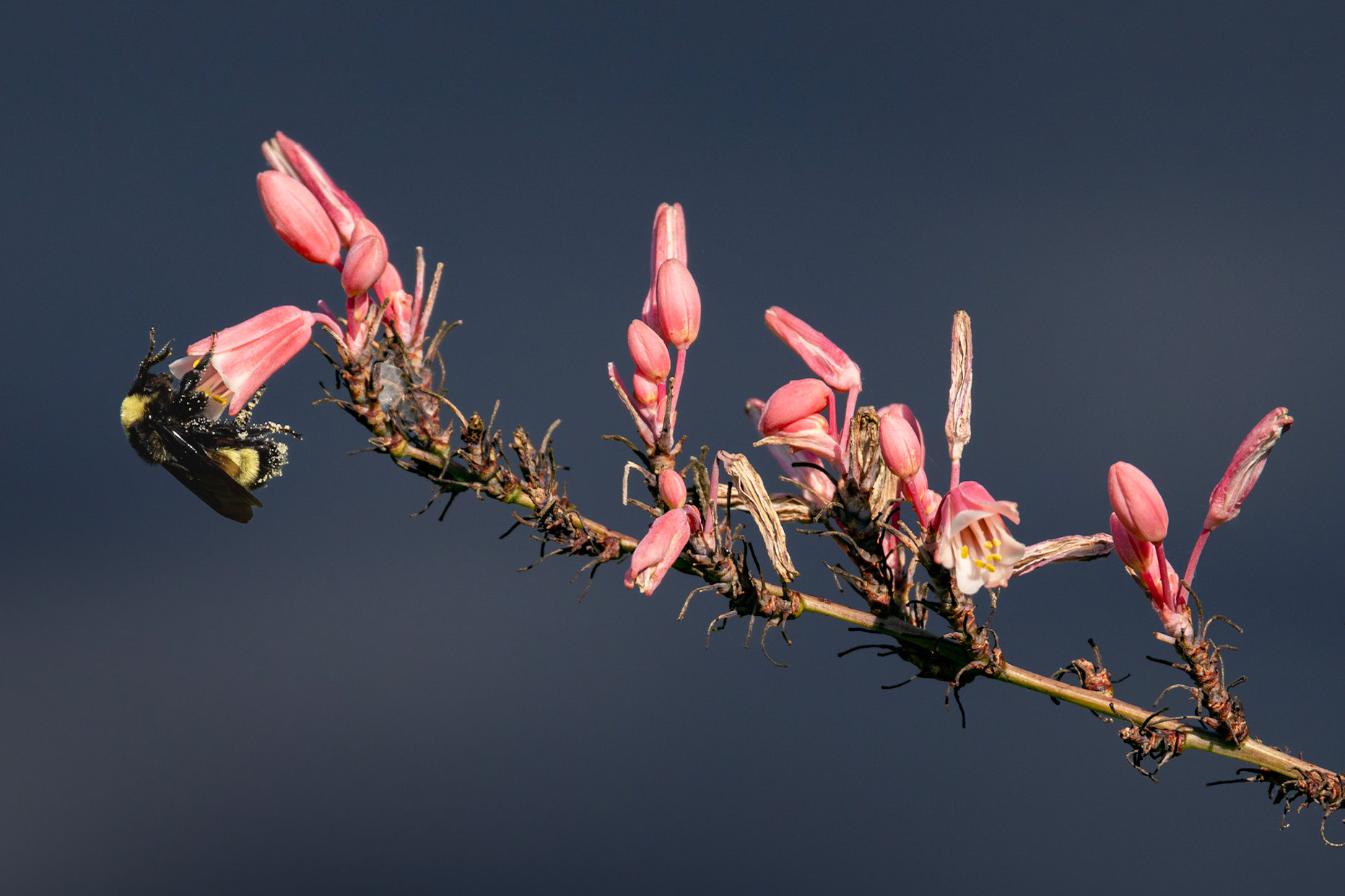 Red yucca 4, Brunswick County Botanical Gardens