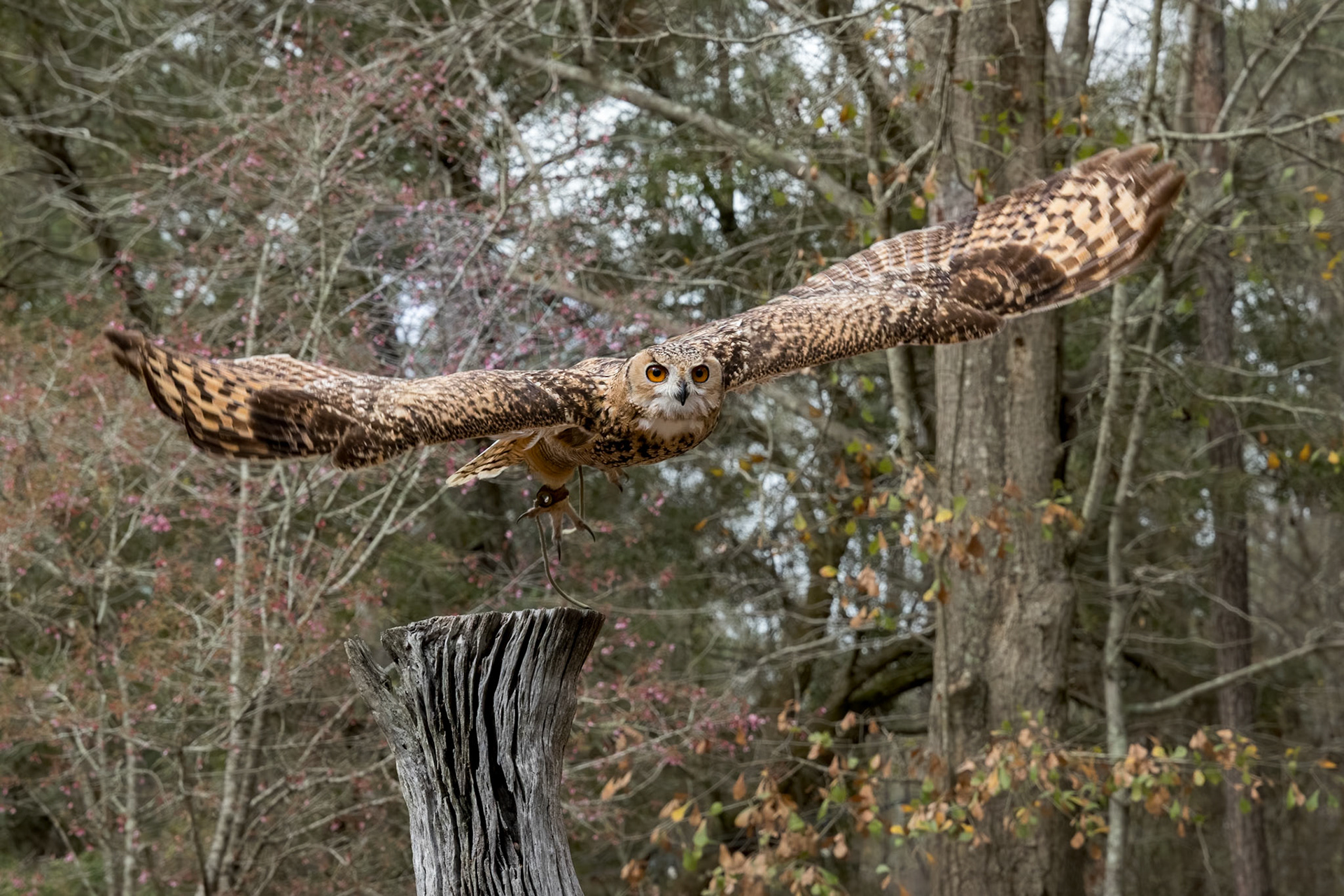 Desert eagle owl, pharoah eagle owl 8,  Center for Birds of Prey, Awendaw, SC