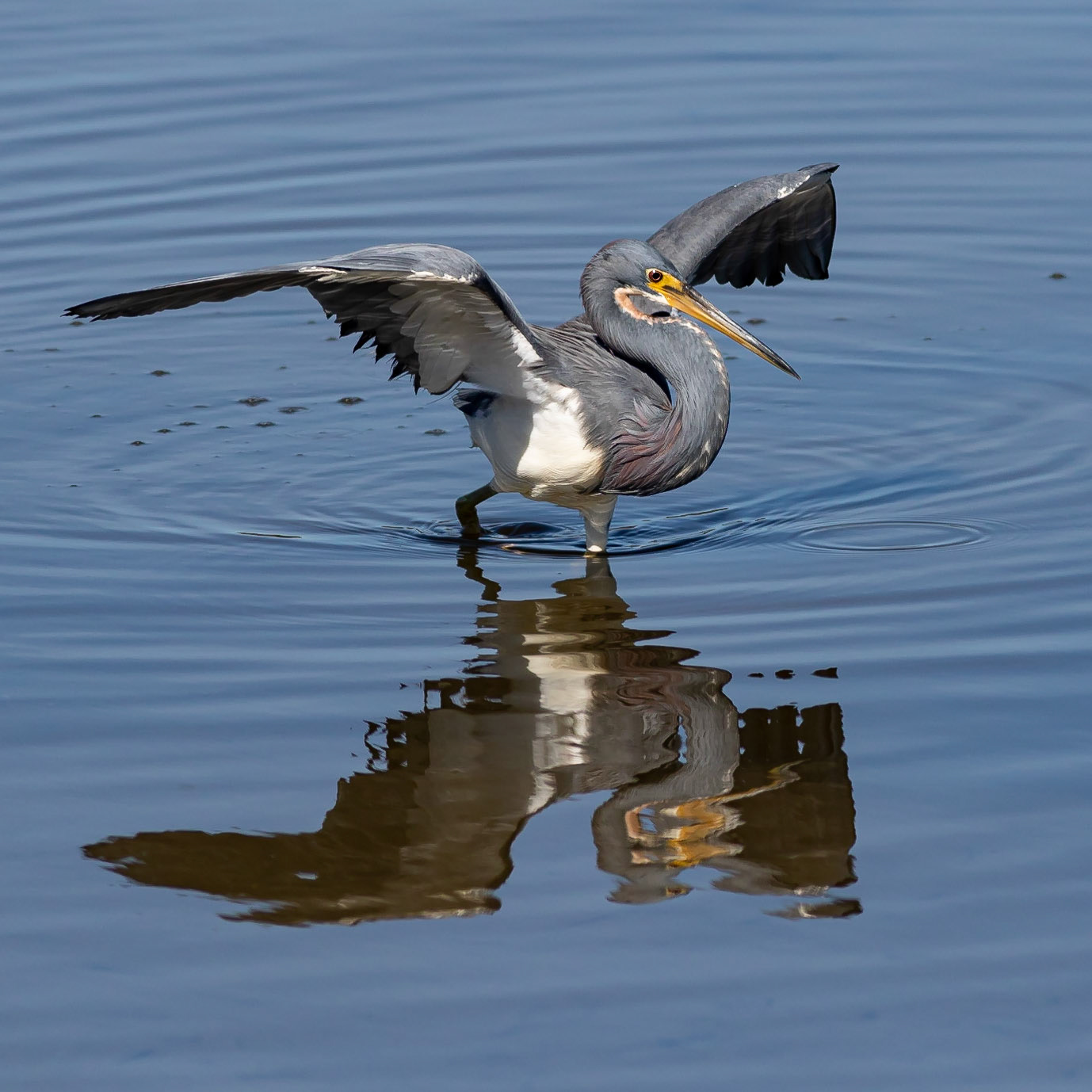 Tricolor Heron 5, Huntington Beach State Park, SC