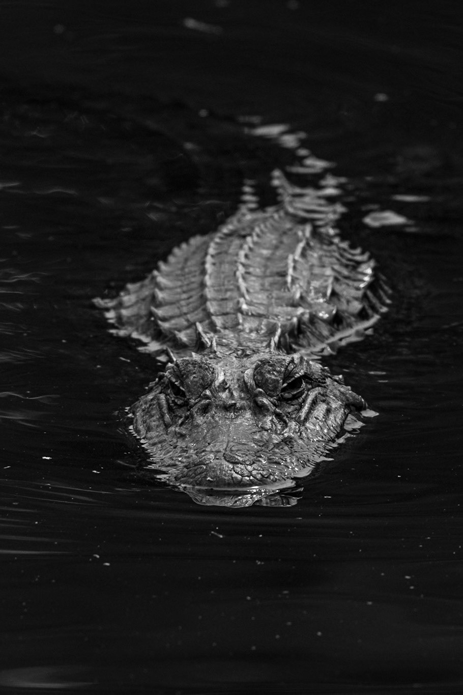 Gator 19, Cypress Wetlands, Port Royal, SC