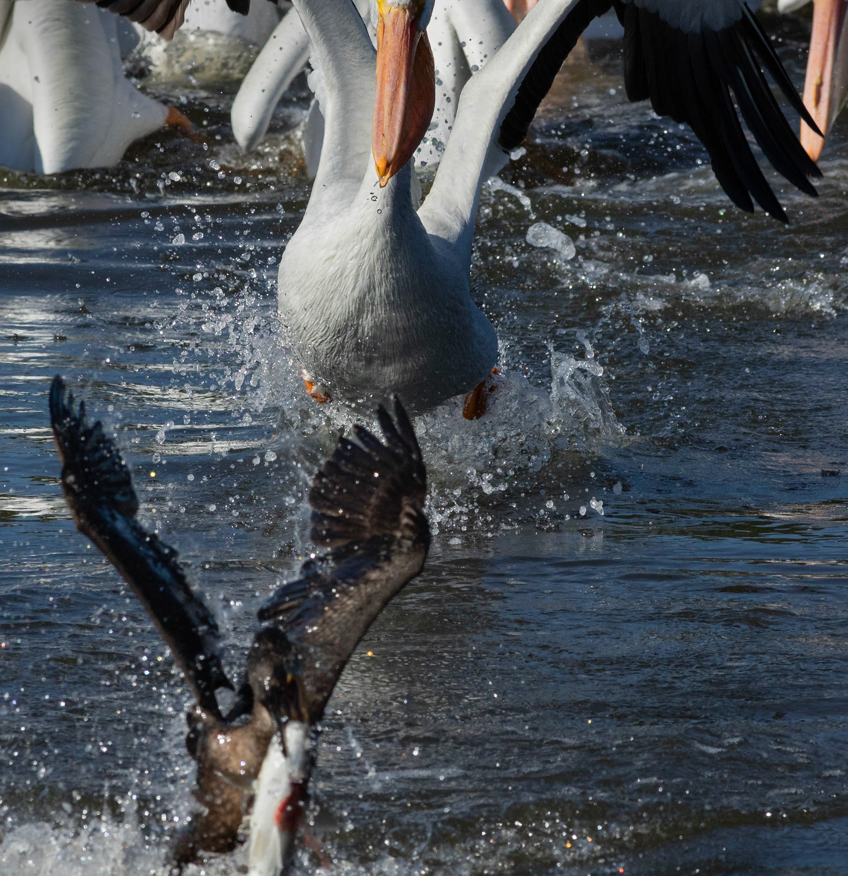White peilcan versus comorant 1, Huntington Beach State Park, SC