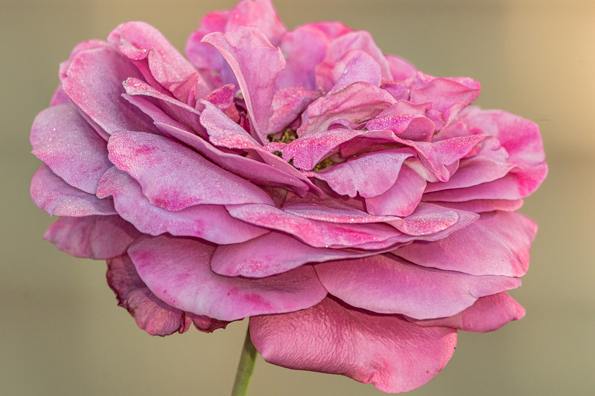 Rose 14, Brunswick County Botanical Gardens