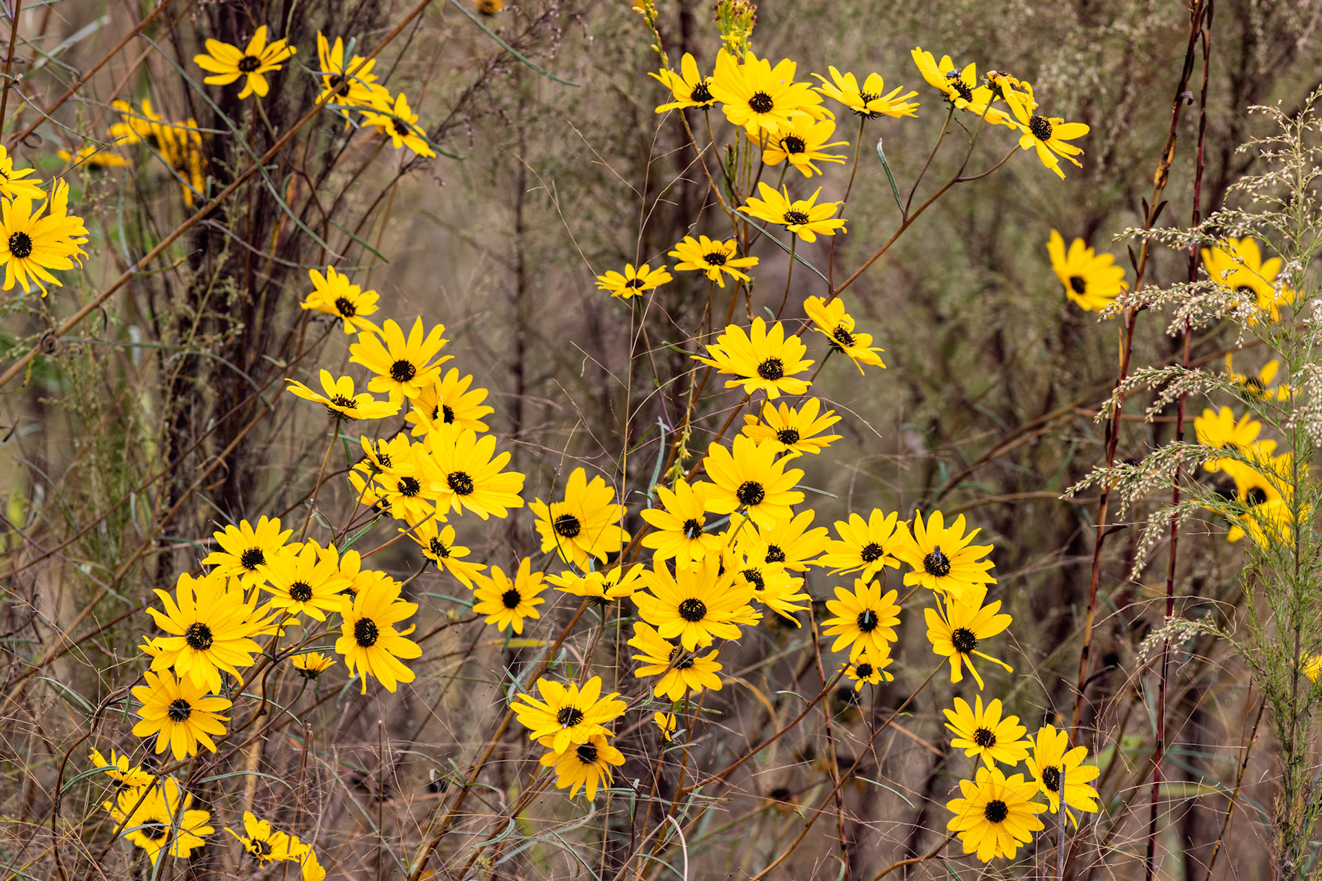 Wildflowers 2, Near Green Swamp Preserve