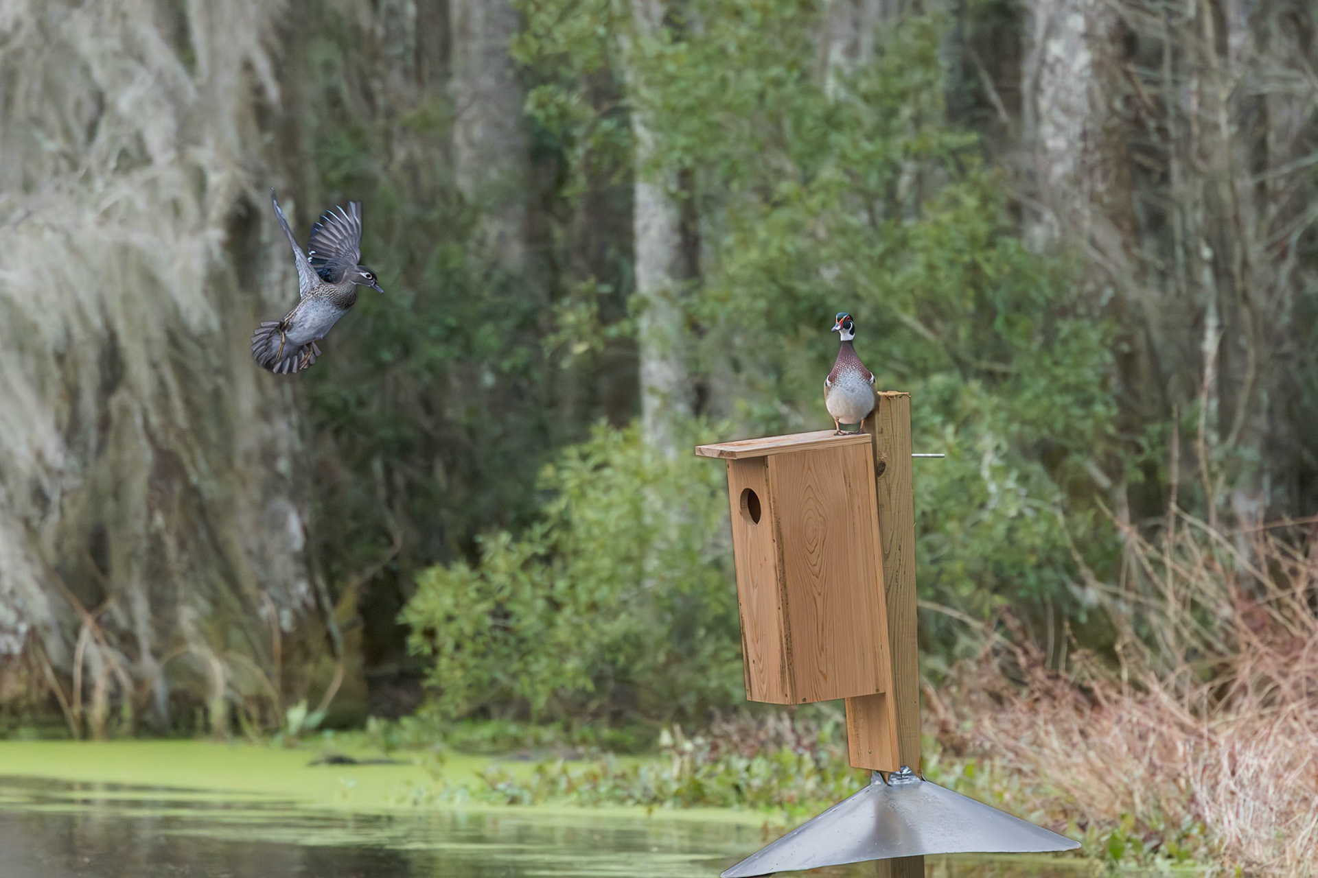Wood duck 2, Magnolia Plantation Audubon Swamp Garden
