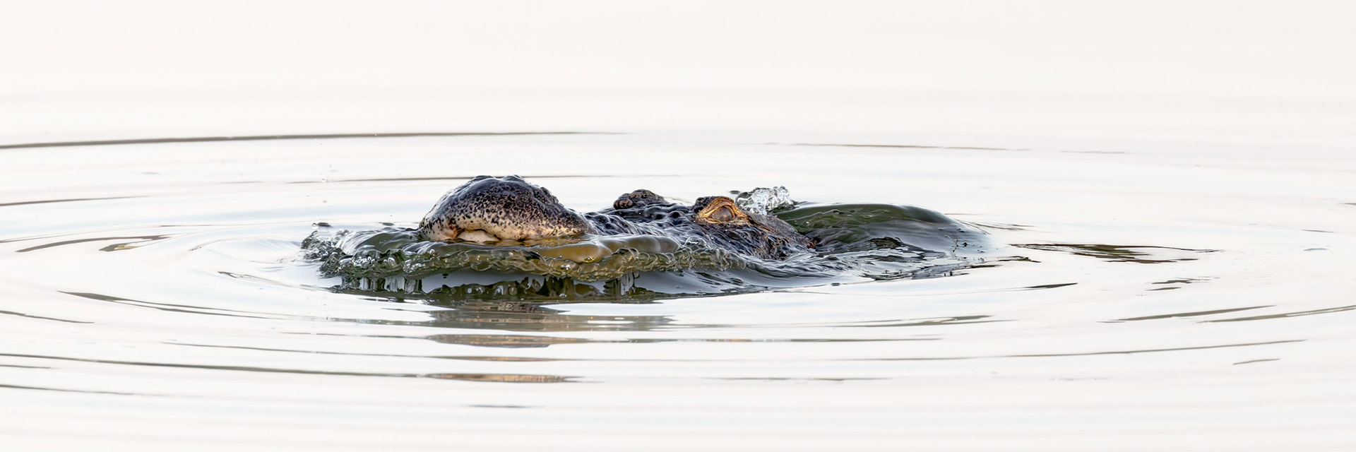 Gator 16, Carl Bazemore Bird Walk