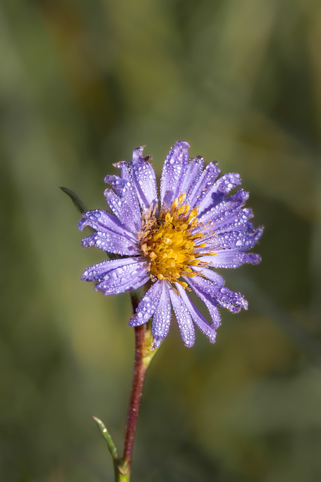 Swamp aster 1, Green Swamp Preserve