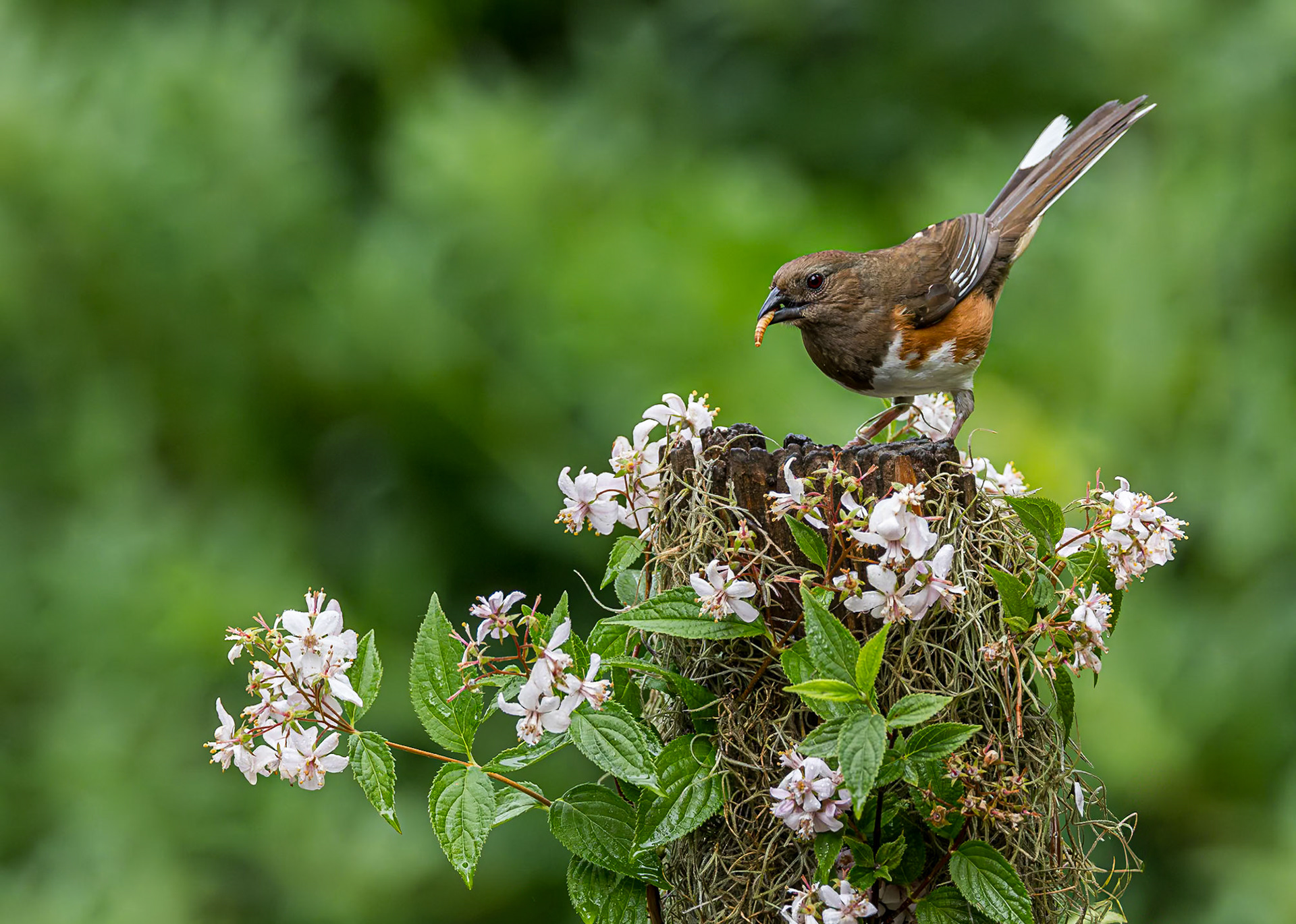 Eastern towhee - female 3, The Nut House, Clemson, SC