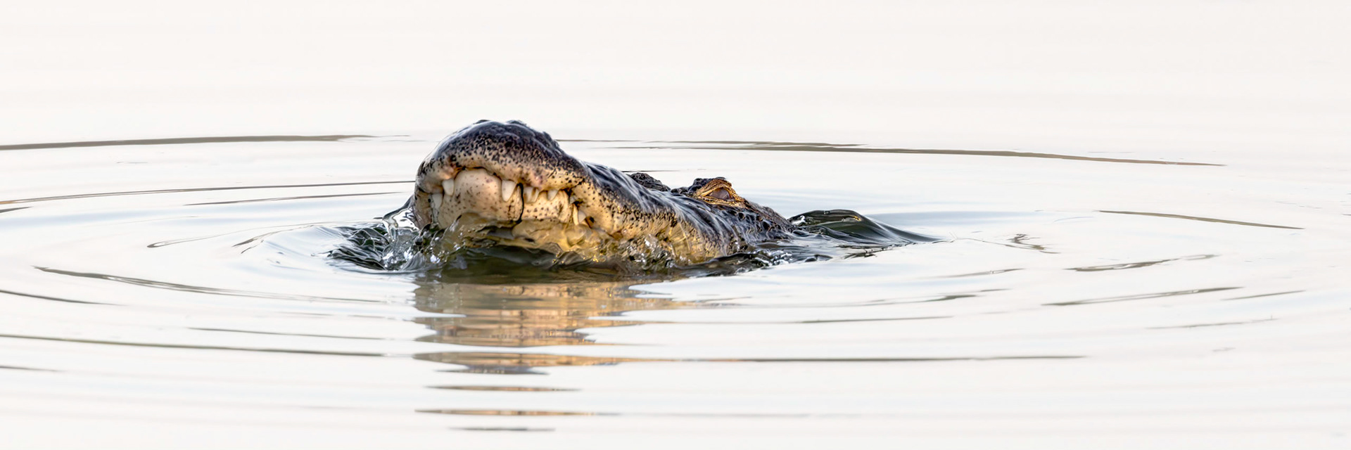 Gator 15, Carl Bazemore Bird Walk