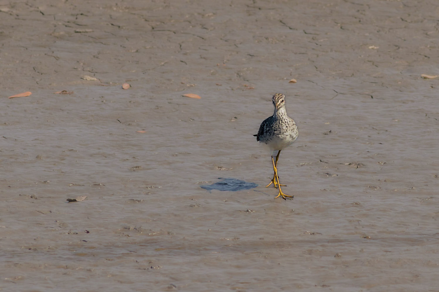 Greater yellowlegs 1, Donelly WMA, SCAIR 6