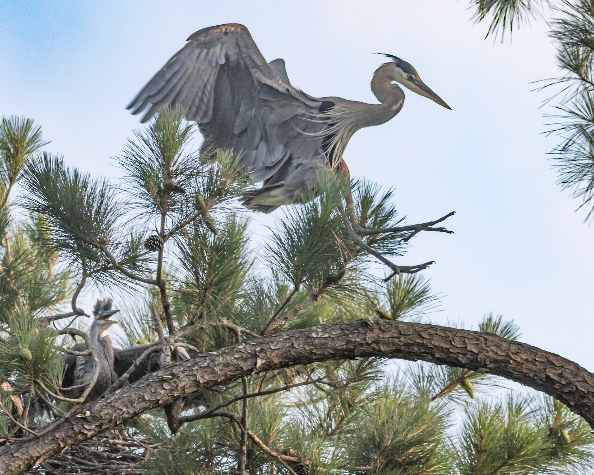 Rookery 31, Sea Trail