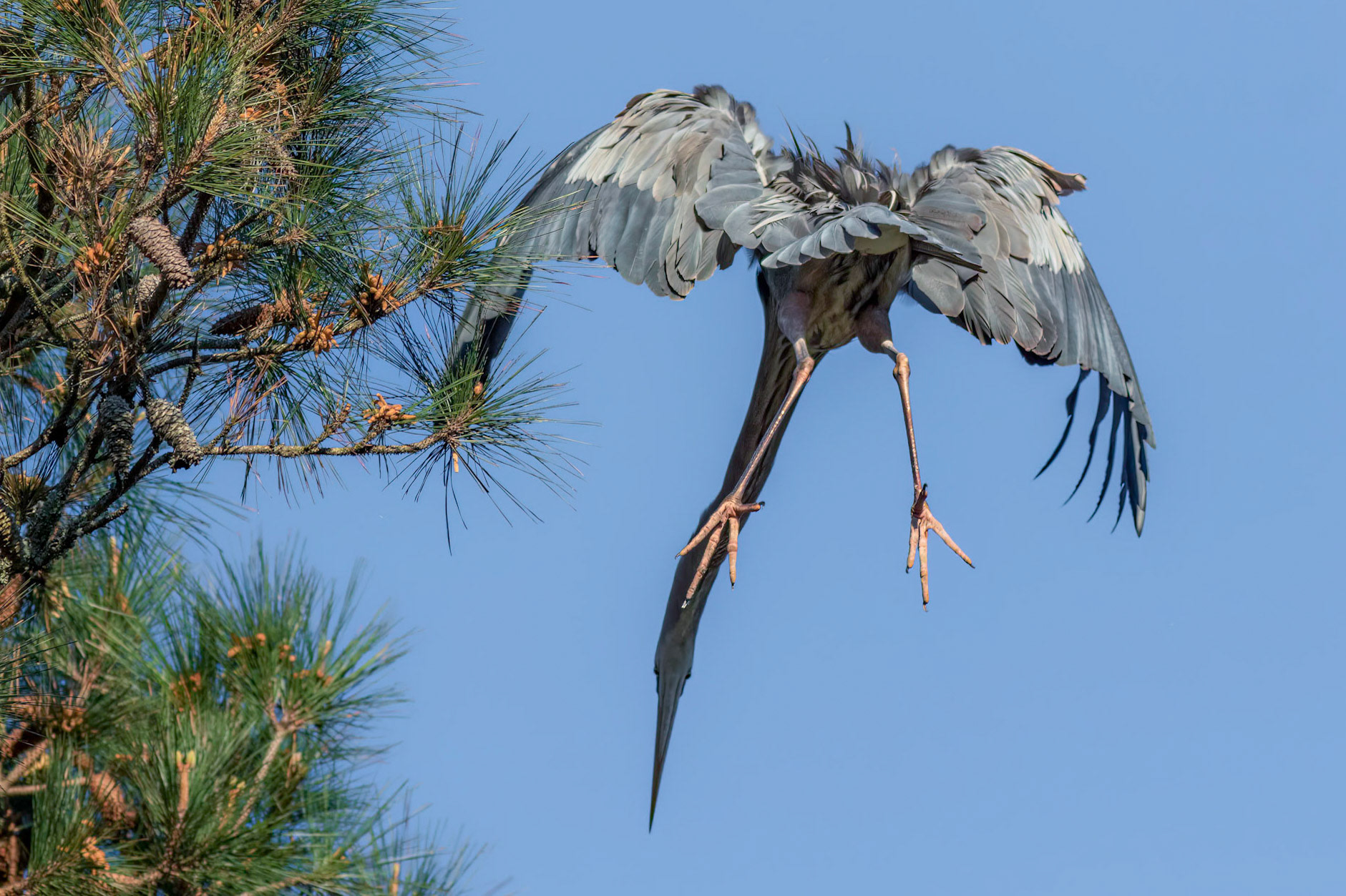 Rookery 55, Sea Trail