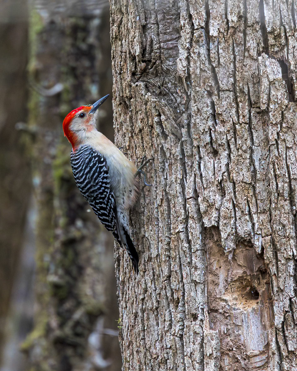 Red-bellied woodpecker 14, Beidler Audubon Forest, SC