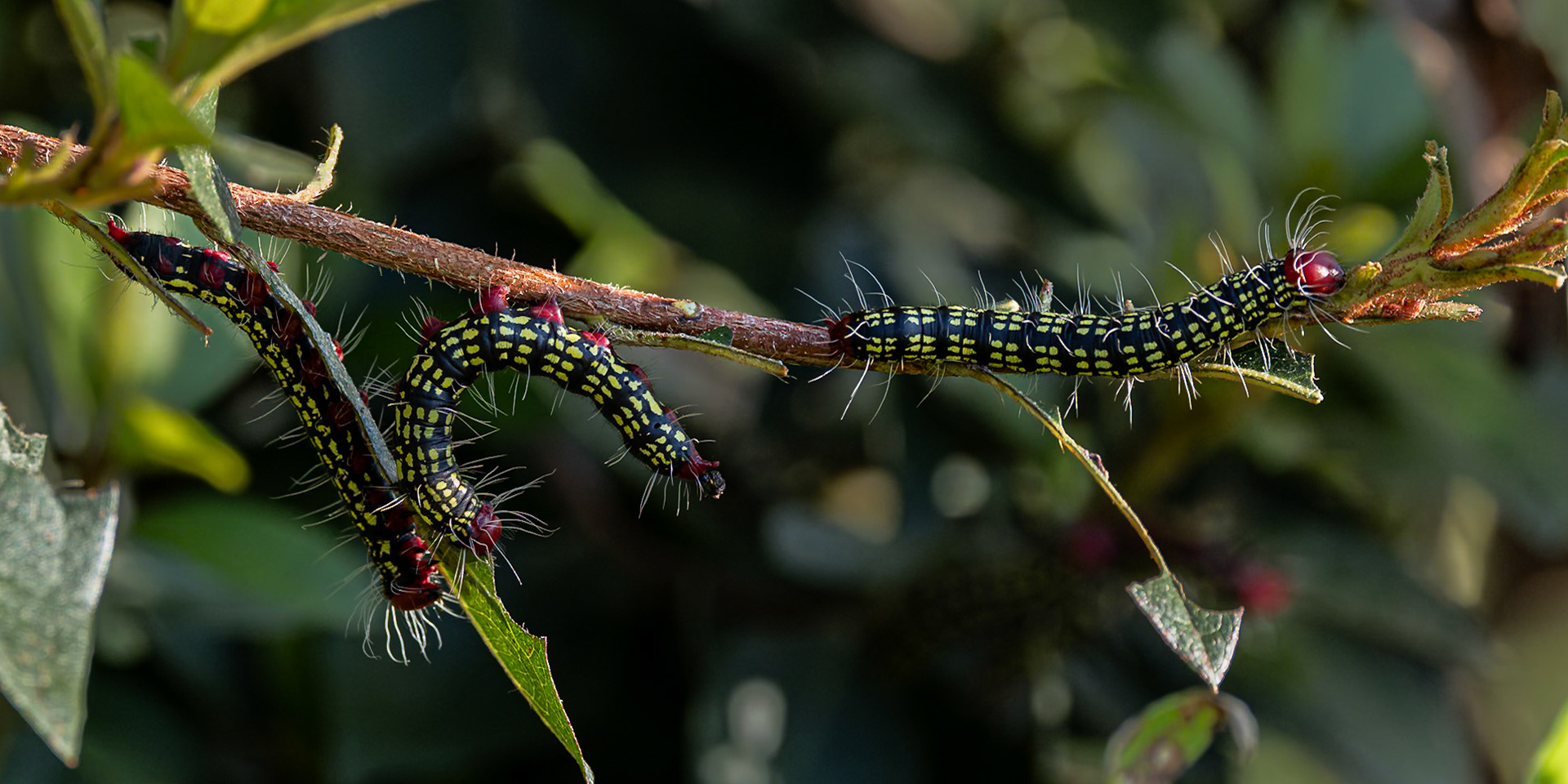 Azalea caterpillar 1, Private home in Calabash, NC