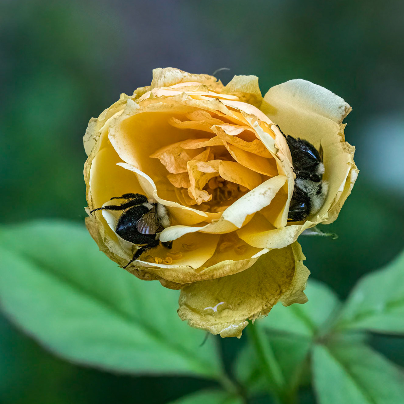Rose 2, Brunswick County Botanical Gardens
