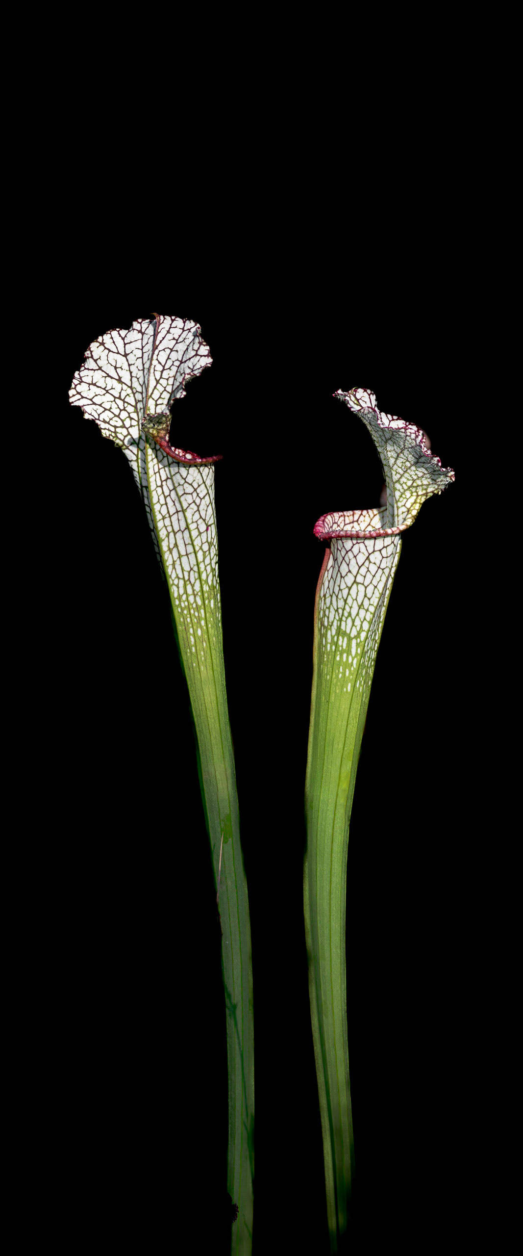 Crimson/white pitcherplant 2, Piney Ridge Nature Preserve