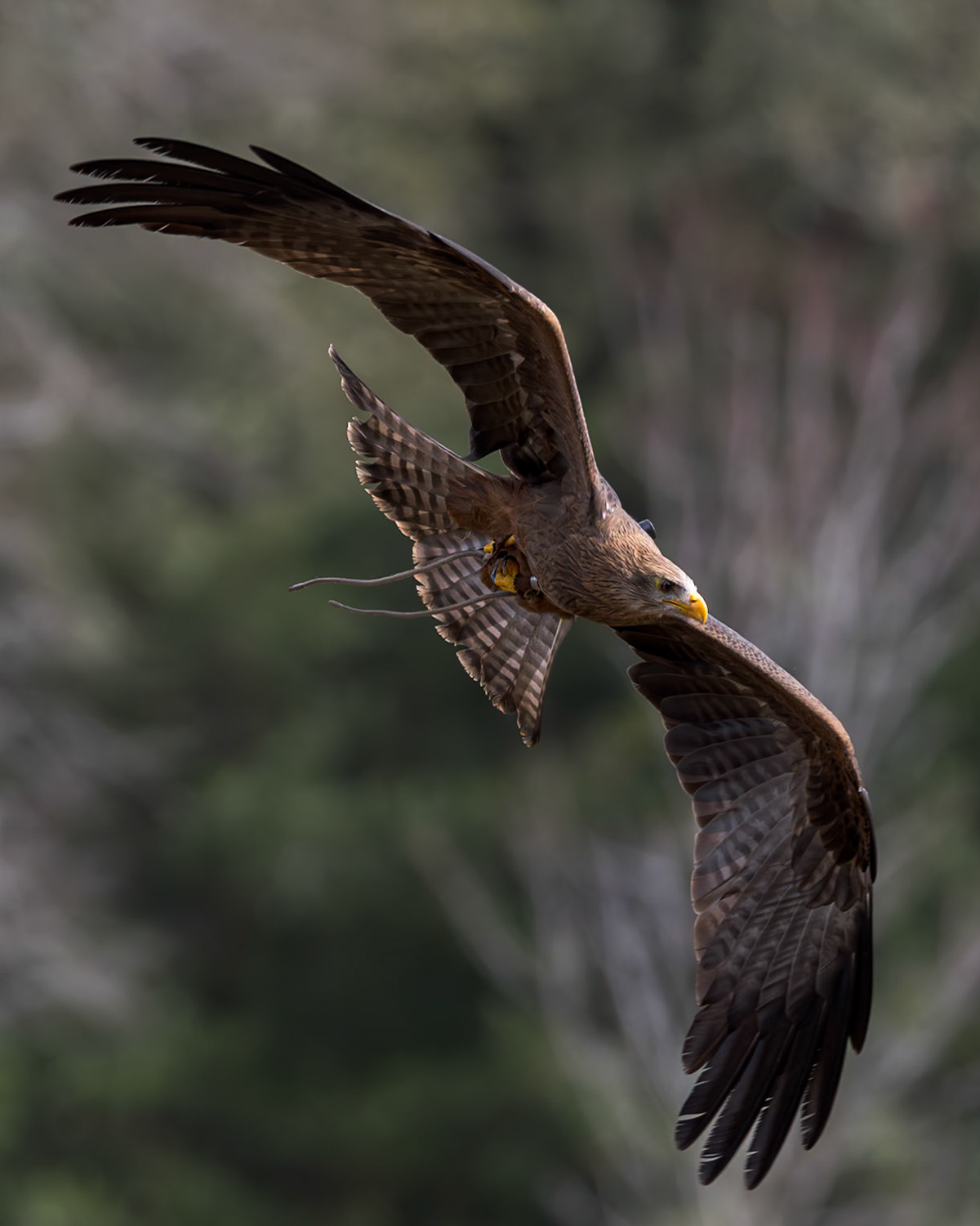African kite, yellow billed kite 4, Center for Birds of Prey, Awendaw, SC