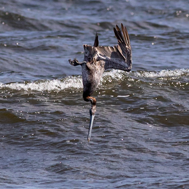 Pelicans Diving 14, OIB